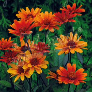 Heliopsis helianthoides var. scabra 'Bleeding Heart' (False Sunflower)