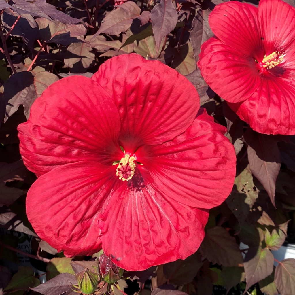 Hibiscus Summerific ‘Holy Grail’ PP31,478 - Cavano's Perennials