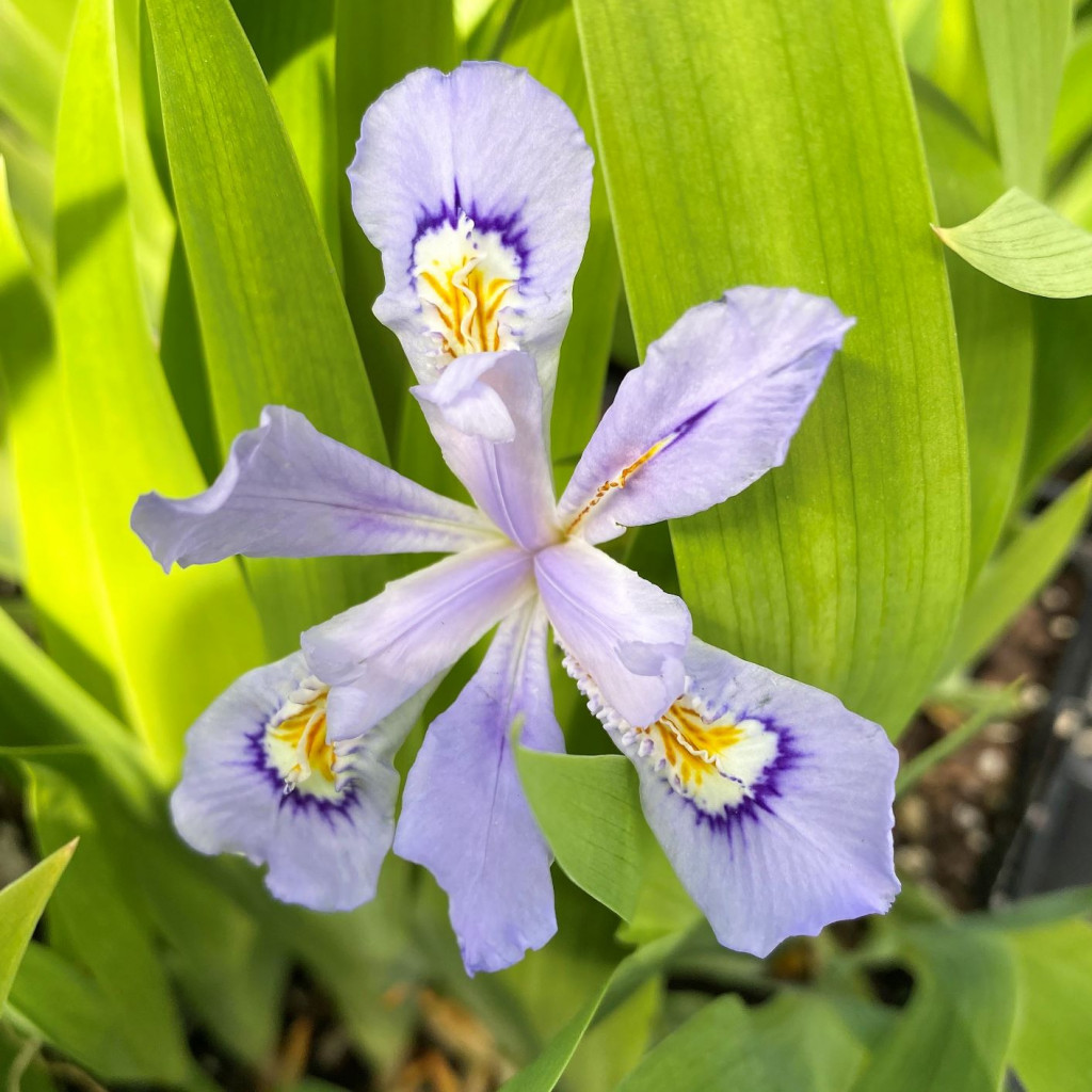 Iris cristata ‘Powder Blue Giant’ (Crested Iris) Cavano's Perennials