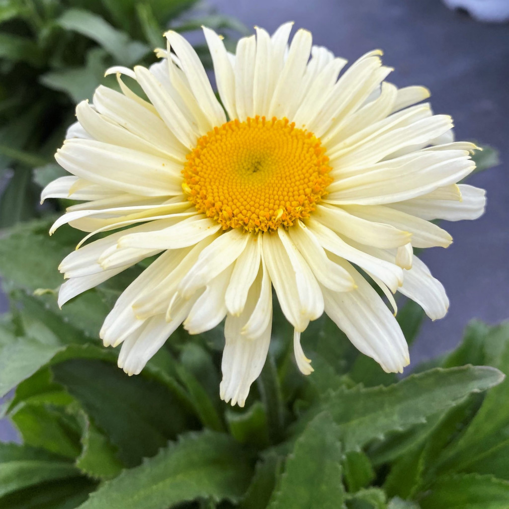 Leucanthemum superbum Amazing Daisies® ‘Banana Cream II’ (Shasta Daisy