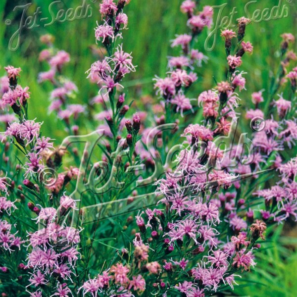 Liatris aspera (Rough Blazing Star)