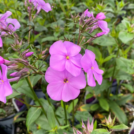 Phlox x ‘Cloudburst’ (Tall Phlox) PP30,289 - Cavano's Perennials