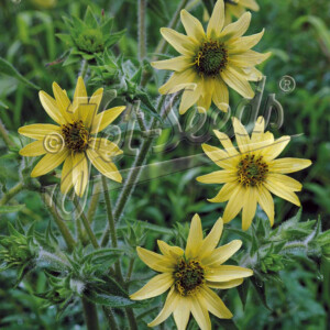 Silphium mohrii (Mohr's Rosin Weed)