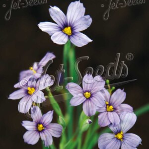 Sisyrinchium angustifolium (Blue-Eyed Grass)