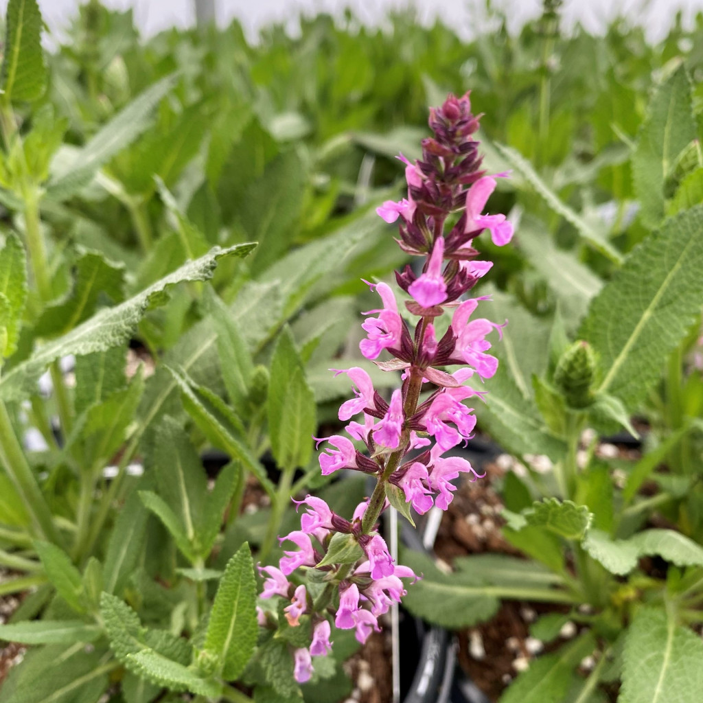 Salvia Nemorosa Pink Profusion Sage Pp Cavano S Perennials