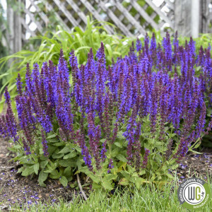 Salvia nemorosa 'Violet Profusion' (Sage) PP31,467