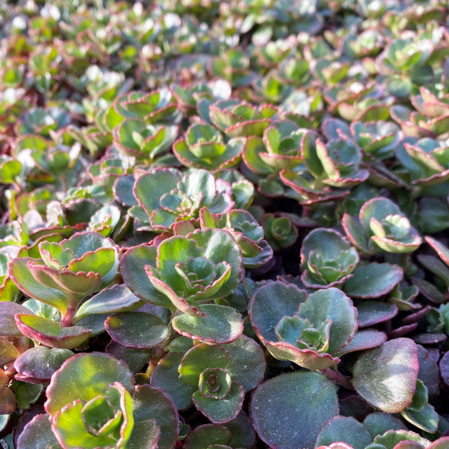 Sedum ‘Dragon’s Bloon’ (Stonecrop) - Cavano's Perennials