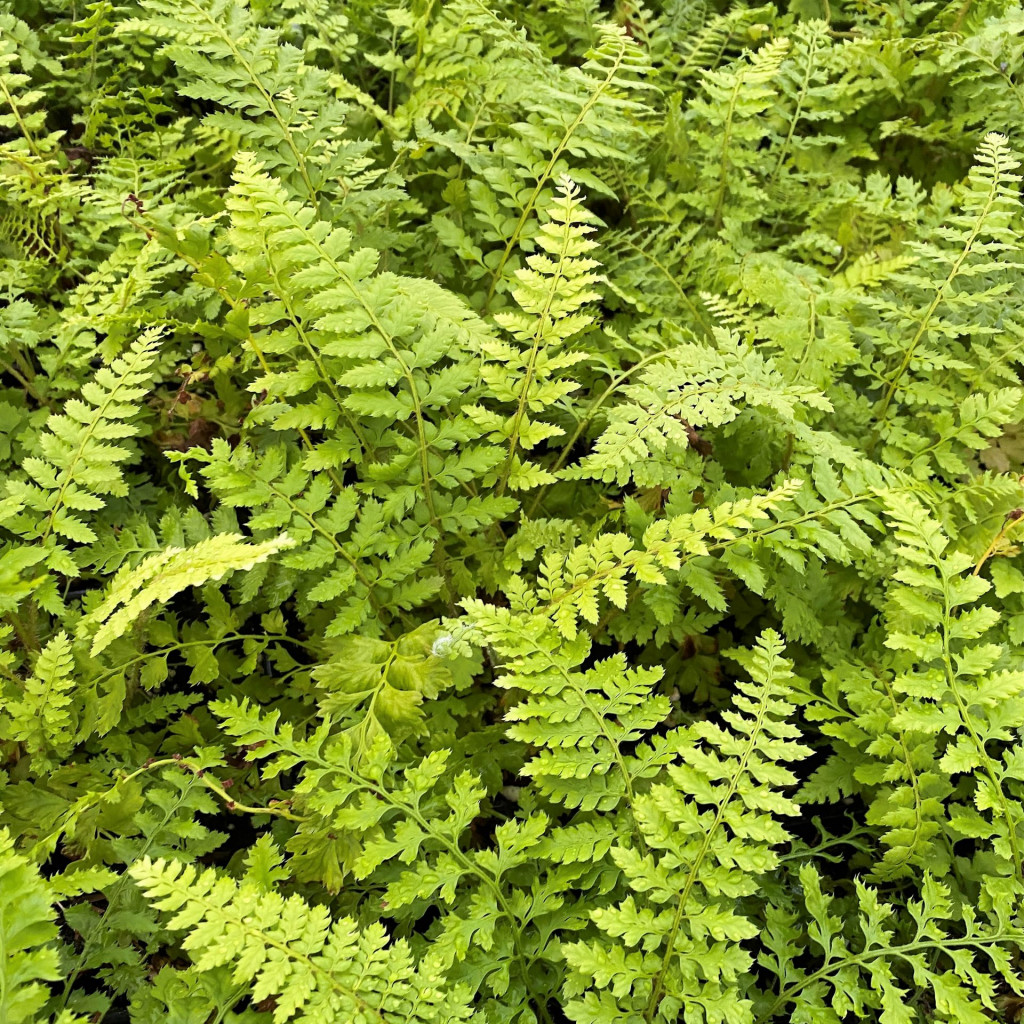 Polystichum setiferum (Soft Shield Fern) - Cavano's Perennials