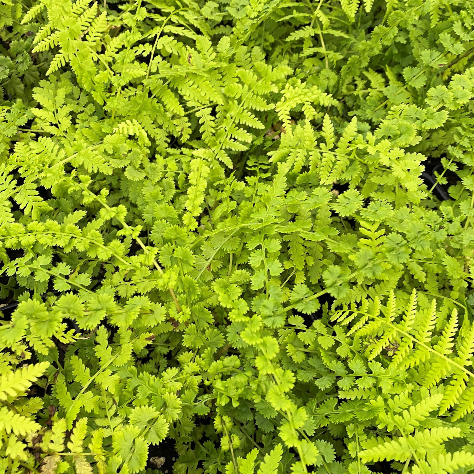 Athyrium filixfemina ‘Frizelliae’ (Tatting Fern) Cavano's Perennials