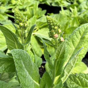 Verbascum x 'Honey Dijon' (Mullein)