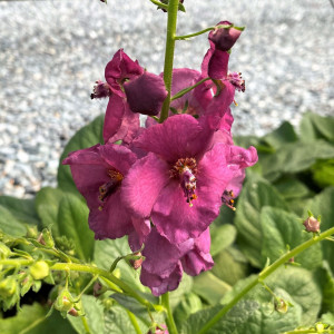 Verbascum x 'Plum Smokey' (Mullein)