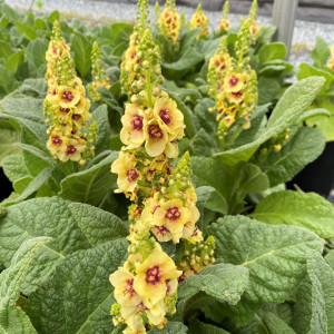 Verbascum x 'Dark Eyes' (Mullein)