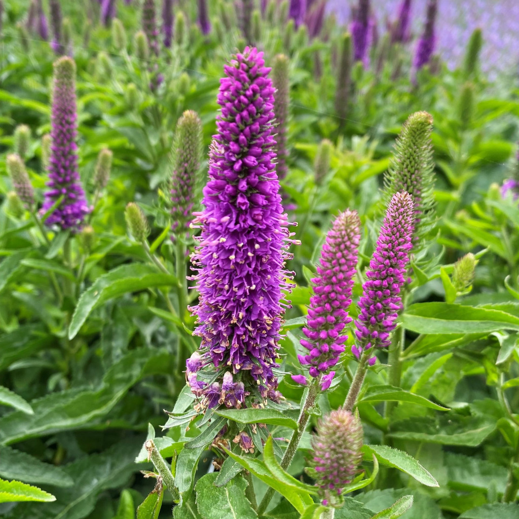 Veronica Magic Show® ‘Purple Illusion’ PP31,301 (Spiked Speedwell ...