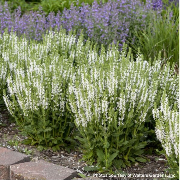 Salvia nemorosa ‘White Profusion’ (Sage)