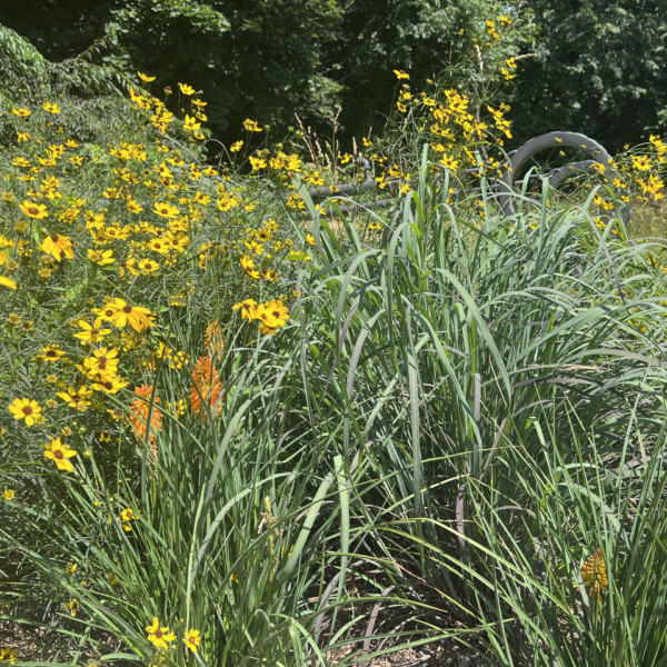 Andropogon gerardii 'Holy Smoke' (Big Bluestem) - Image 2