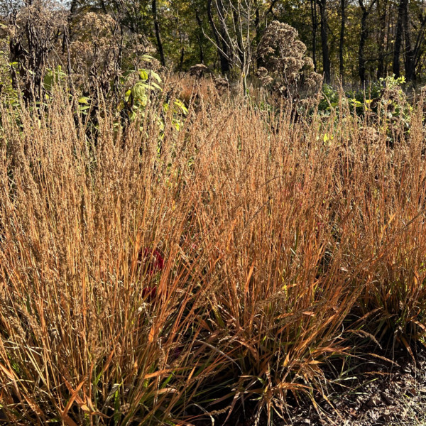 Calamagrostis x 'Cheju-Do' (Dwarf Feather Reed Grass) - Image 2