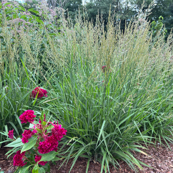 Calamagrostis x 'Cheju-Do' (Dwarf Feather Reed Grass)