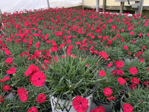 Dianthus x 'Paint the Town Red' (Pinks) - Image 5