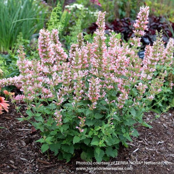 Agastache x 'Pink Pearl' (Anise Hyssop)