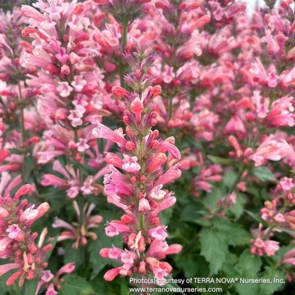 Agastache x 'Pink Pearl' (Anise Hyssop) - Image 2