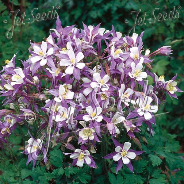 Aquilegia x ‘Heavenly Blue’ (Columbine)