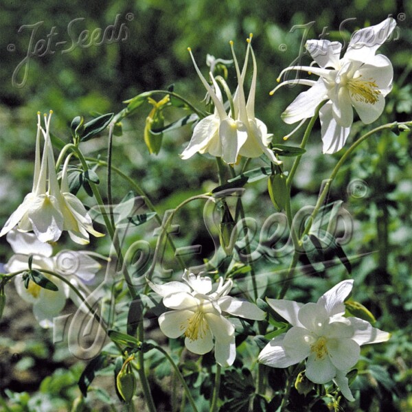 Aquilegia x ‘Kristall’ (Columbine)