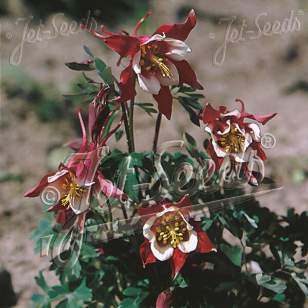 Aquilegia x ‘Red Hobbit’ (Columbine)