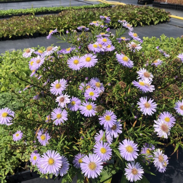 Aster novi-belgii 'Alice Haslam' (New York Aster)