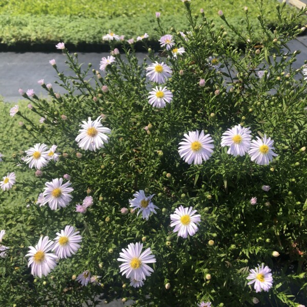 Aster novi-belgii 'Apollo' (New York Aster)