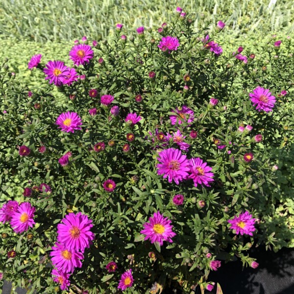 Aster novi-belgii 'Kassel' (New York Aster)