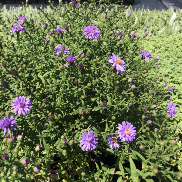 Aster novi-belgii Professor Anton Kippenberg (New York Aster)