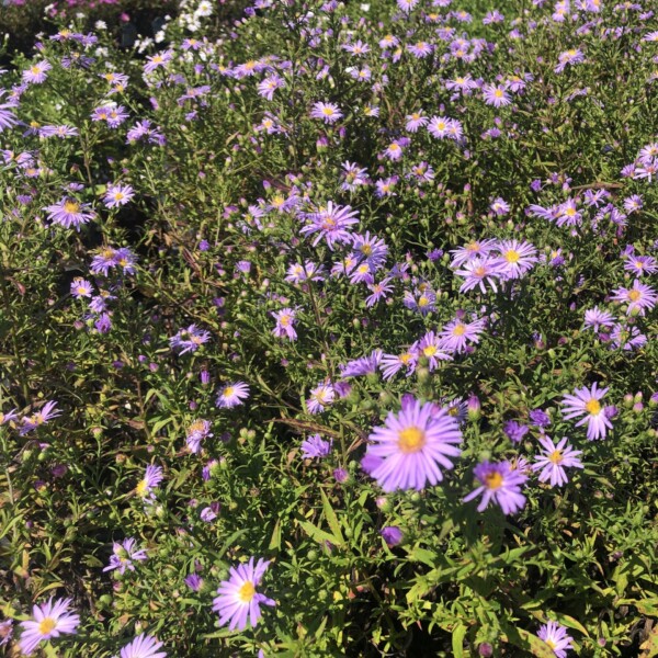 Aster novi-belgii 'Rosenwichtel' (New York Aster)