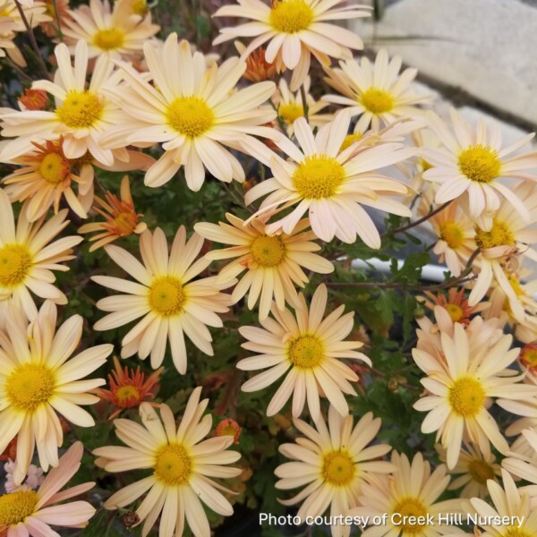 Chrysanthemum x 'Brandywine Sunset' (Hardy Chrysanthemum)