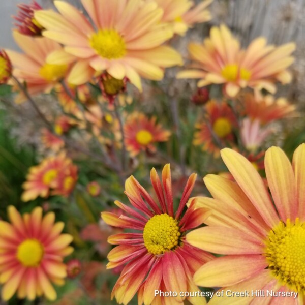 Chrysanthemum x 'Campfire Glow' (Hardy Chrysanthemum)