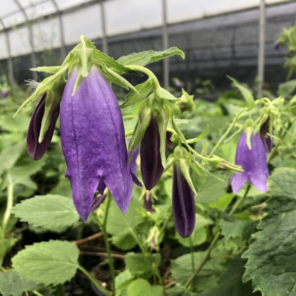 Campanula x 'Sarastro' (Bellflower)