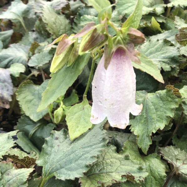 Campanula punctata 'Silver Bells' (Spotted Bellflower)