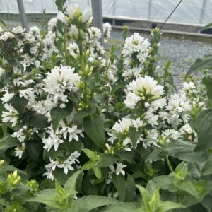 Campanula glomerata var. alba (Clustered Bellflower)