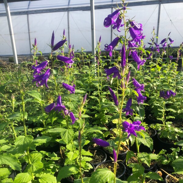 Campanula sibirica 'Royal Wedding' (Siberian Bellflower)