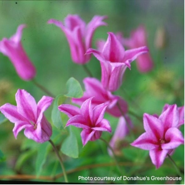 Clematis texensis 'Duchess of Albany' (Scarlet Clematis)