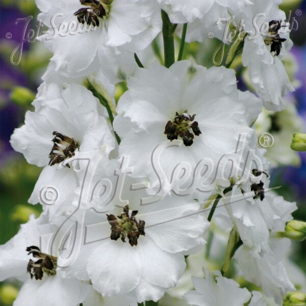 Delphinium x 'Black Eyed Angels'