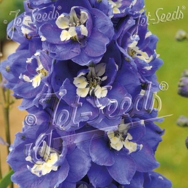 Delphinium x 'Blue Bird'