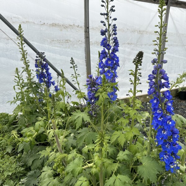 Delphinium x 'Blue Bird'