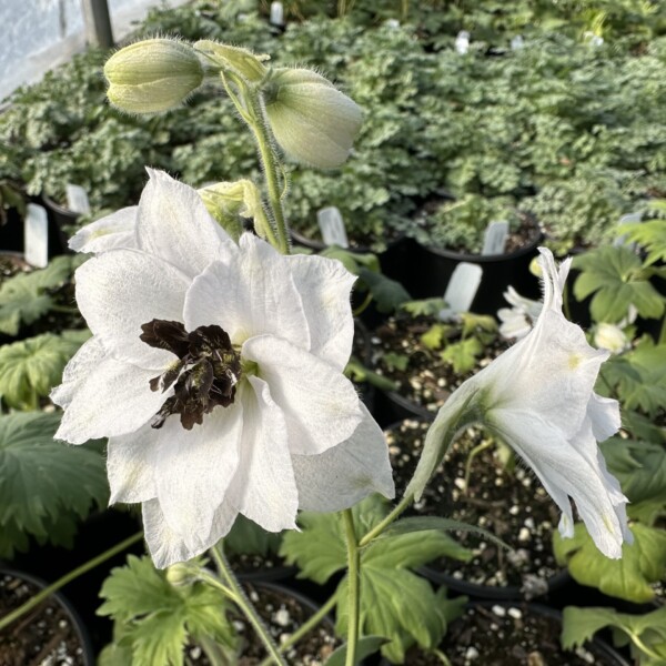 Delphinium x 'Black Eyed Angels' - Image 2