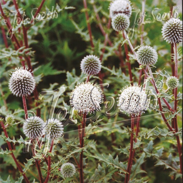 Echinops sphaerocephalus 'Arctic Glow' (Globe Thistle)