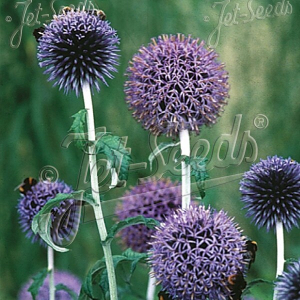 Echinops bannaticus 'Blue Glow' (Globe Thistle)