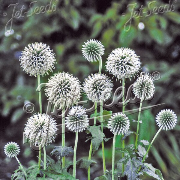 Echinops bannaticus ‘Star Frost’ (Globe Thistle)