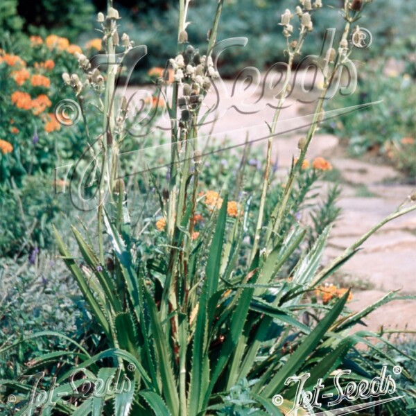 Eryngium agavifolium (Agave-Leaved Sea Holly)