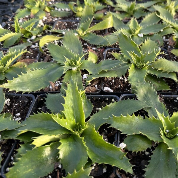 Eryngium agavifolium (Agave-Leaved Sea Holly) - Image 2