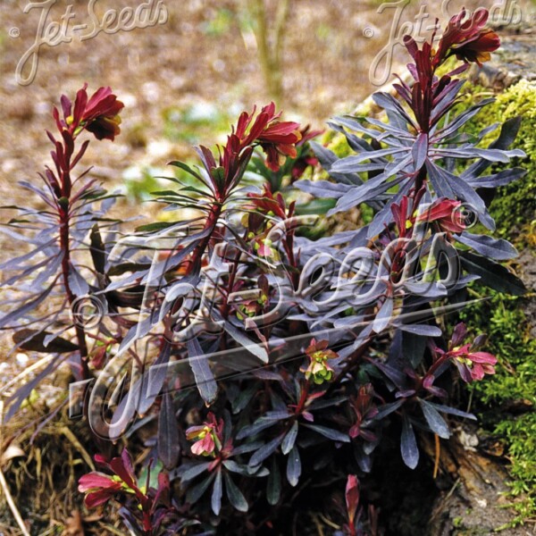 Euphorbia amygdaloides ‘Purpurea’ (Wood Spurge)