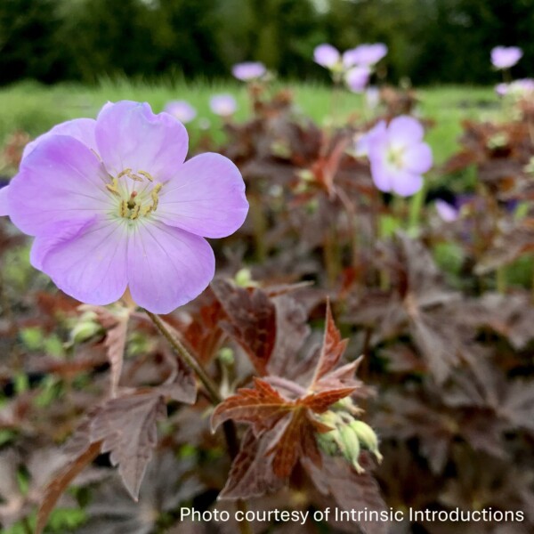 Geranium maculatum 'Huggy Bear' (Spotted Cranesbill)